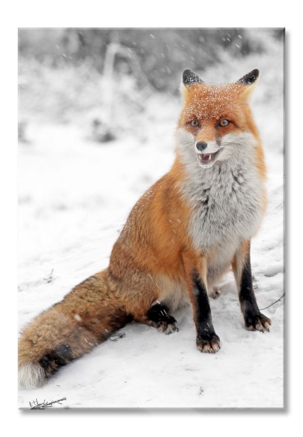 angespannter Fuchs im Schnee, Glasbild Online